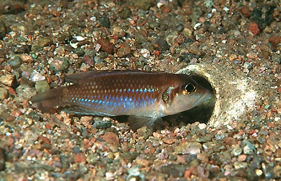 Lamprologus ocellatus 'Katete'
